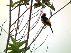 Icterus auricapillus