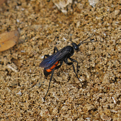 Anoplius americanus
