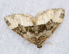 Euphyia intermediata