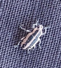 Eudiagogus rosenschoeldi