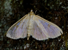 Herpetogramma aquilonalis