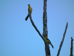 Icterus auricapillus