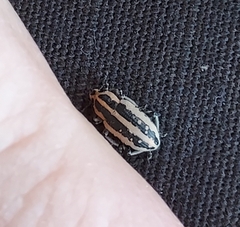 Eudiagogus rosenschoeldi