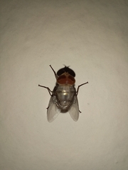 Chrysomya megacephala