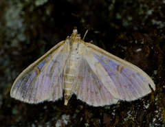 Herpetogramma aquilonalis