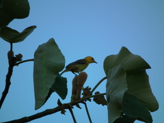 Icterus auricapillus