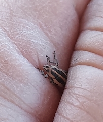 Eudiagogus rosenschoeldi