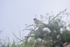 Amphispiza bilineata