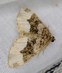 Euphyia intermediata