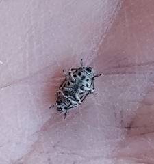 Eudiagogus rosenschoeldi