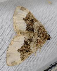 Euphyia intermediata