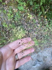 Ligusticum grayi