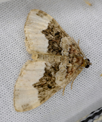 Euphyia intermediata