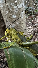 Tropidacris cristata