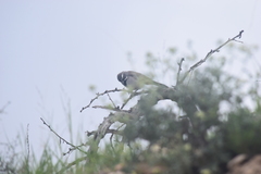 Amphispiza bilineata