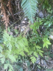 Ligusticum grayi