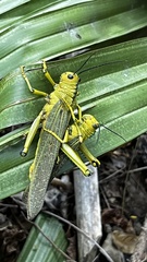Tropidacris cristata