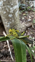 Tropidacris cristata