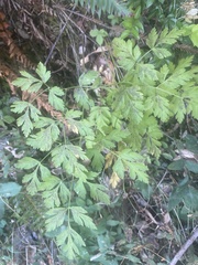 Ligusticum grayi