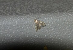 Oegoconia novimundi