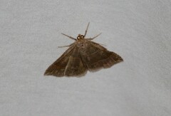 Parallelia bistriaris