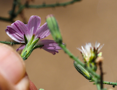 Stephanomeria exigua