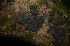 Kretzschmaria deusta