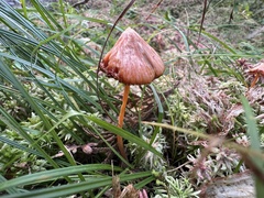 Entoloma quadratum