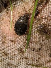 Ambrysus