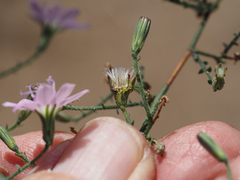 Stephanomeria exigua