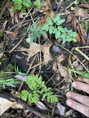 Sceptridium dissectum dissectum