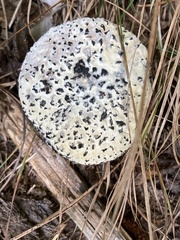 Strobilomyces strobilaceus