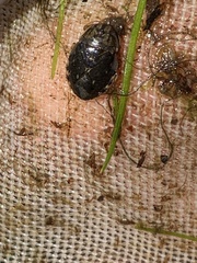 Ambrysus