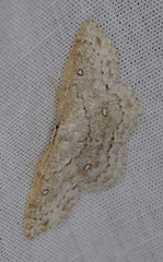 Cyclophora pendulinaria