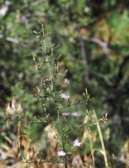 Stephanomeria exigua