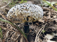 Strobilomyces strobilaceus