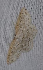 Cyclophora pendulinaria