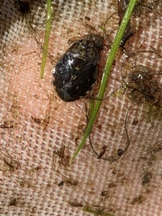 Ambrysus