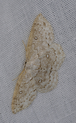 Cyclophora pendulinaria
