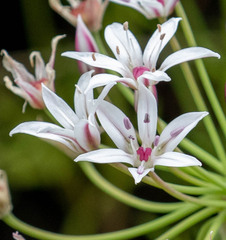 Allium rhizomatum