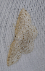 Cyclophora pendulinaria