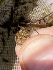 Ambrysus