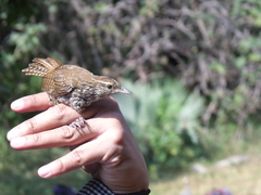 Thryophilus pleurostictus