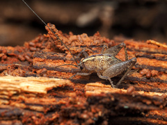 Pristoceuthophilus pacificus