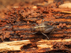 Pristoceuthophilus pacificus