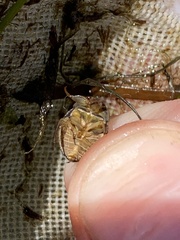 Ambrysus