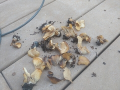 Hohenbuehelia petaloides