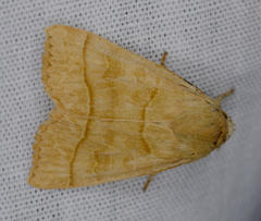 Ipimorpha pleonectusa