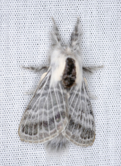 Tolype distincta