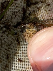 Ambrysus